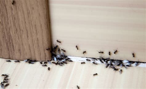 房間有螞蟻原因